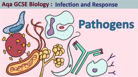 Science - GCSE- Biology - Aqa- Infection and Response: The Four Pathogen Types - YouTube