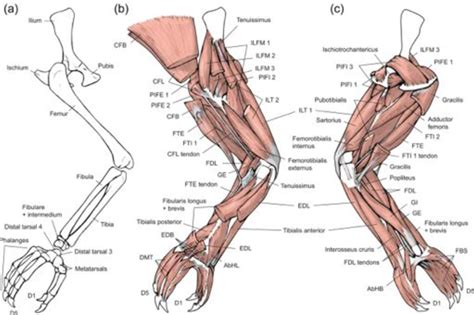 Figure 3 from Comparative musculoskeletal anatomy of chameleon limbs ...