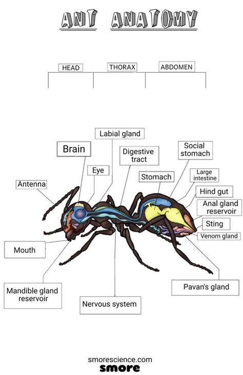 Ant Anatomy Poster | Templates, Science poster, Best templates