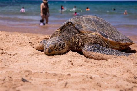 8 Best Beaches in Kihei (and the Surrounding Area!)