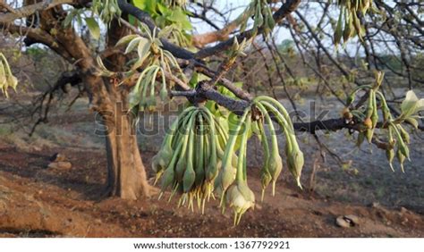 Indian Mahua Tree Flower Leaves Branches Stock Photo (Edit Now) 1367792921