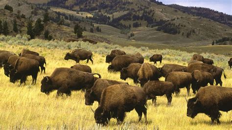 landscapes, Nature, Animals, Wildlife, Fields, Wyoming, Yellowstone ...