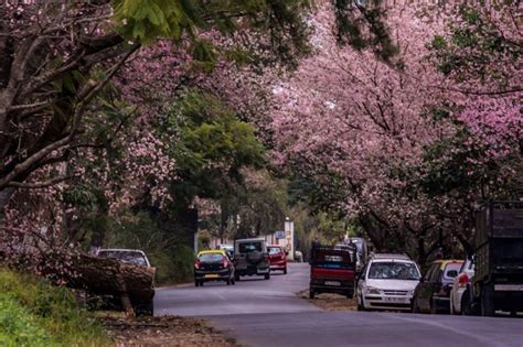 It’s time for Shillong’s cherry blossom festival | Condé Nast Traveller India