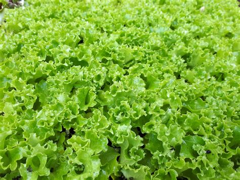 Lettuce Fristina (Frilly/Curly Green) | Products | , | Hart Nursery