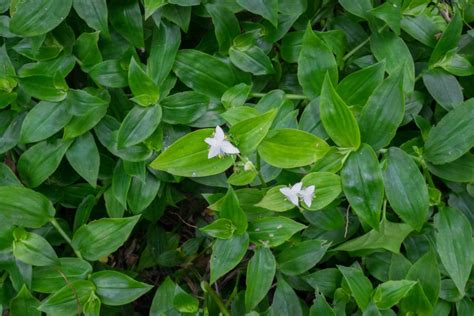 25+ Wandering Jew Plant Flowering - MauiStaysi