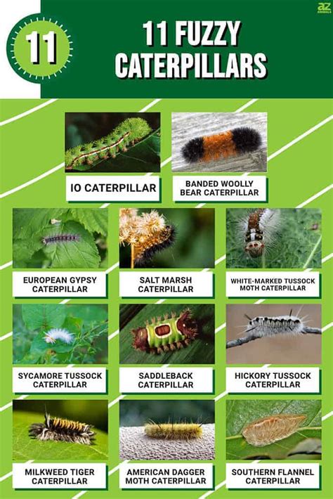 Caterpillar Identification Number at Myra Brooks blog