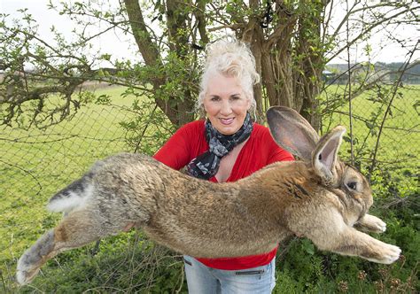 Guinness World Record's biggest rabbit stolen from home as police hunt for culprit - ABC News