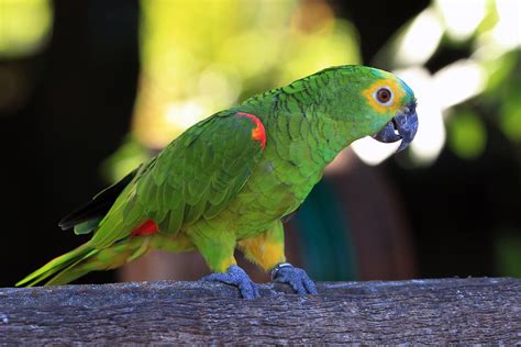 Amazon parrot: care, feeding, housing, breeding, buying - Versele-Laga