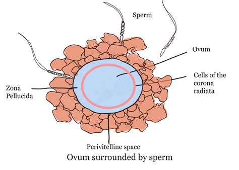 Structure & Function Of Gametes | GCSE Biology Revision Note