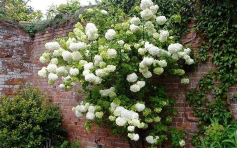 Buy Chinese Snowball Viburnum | FREE SHIPPING | Wilson Bros Gardens | 3 ...