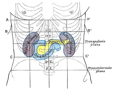 Pancreas - Wikimedia Commons