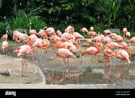 Flamingo Bird at Jurong Bird Park, Singapore Stock Photo - Alamy