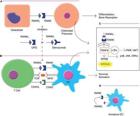 Frontiers | Effects of RANKL-Targeted Therapy in Immunity and Cancer