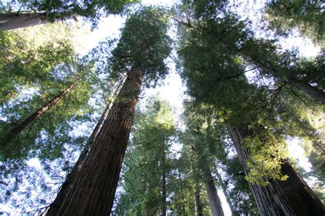 Redwood Forest stock image. Image of foliage, redwood - 25981521