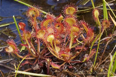 Growing Sundews - Tips On How To Care For a Sundew Plant | Plantas ...