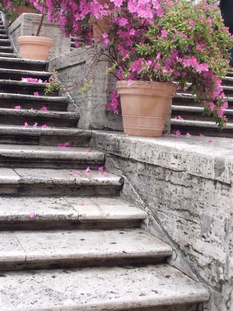 Piazza di Spagna stock photo. Image of city, roma, flower - 130695700