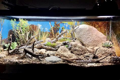 Leopard Gecko in a 40 Gallon Tank - All Gecko