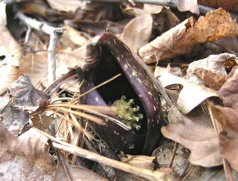 Skunk cabbage - Watching for WildflowersWatching for Wildflowers