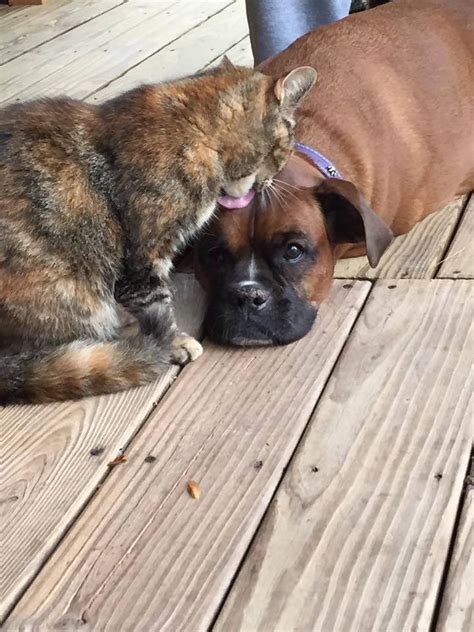 Cat Won't Stop Giving Kisses To Boxer Dog Who Was Diagnosed With Bone Cancer