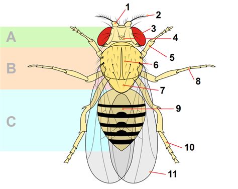 Drosophila Melanogaster Diagram