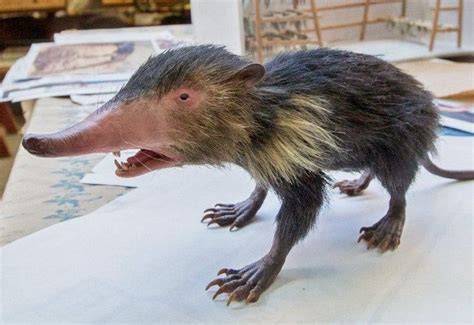 cuban solenodon | Weird animals, Animals, Strange