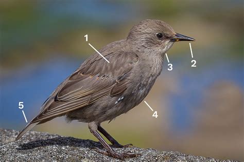 Identify a Breeding European Starling