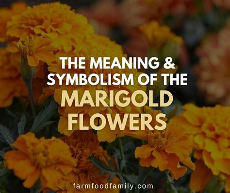 Marigold Flower Meaning and Symbolism: What the Colors Represent?