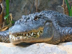 File:Alligator mississippiensis 01.JPG