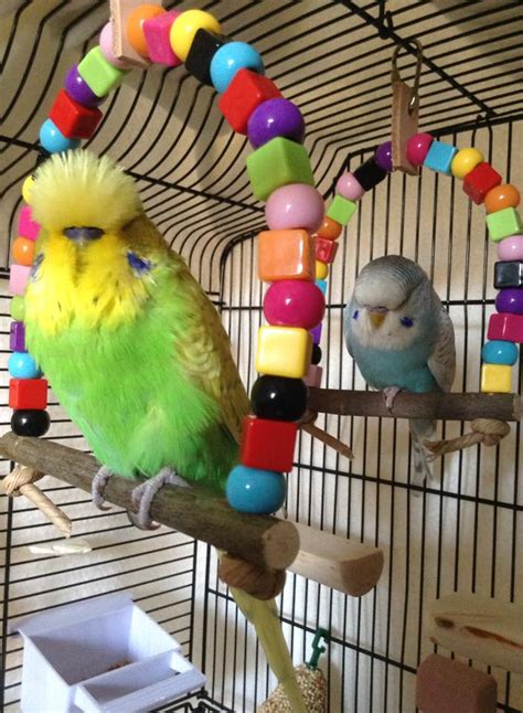 Budgie swing, The Ikkle Big One safe budgie swing toy without metal