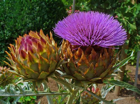 Cynara Cardunculus. Perennials for Sale UK. Letsgoplanting.co.uk