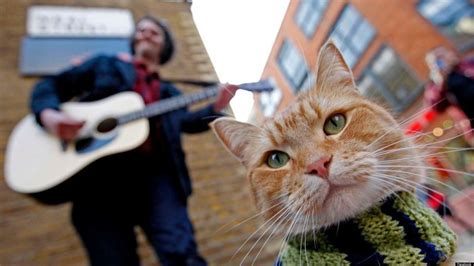 A Street Cat Named Bob: The Story Of A Stray Cat And A Former Addict Who Saved Each Other (VIDEO ...