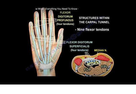 Anatomy of the Volar side of the Wrist — OrthopaedicPrinciples.com