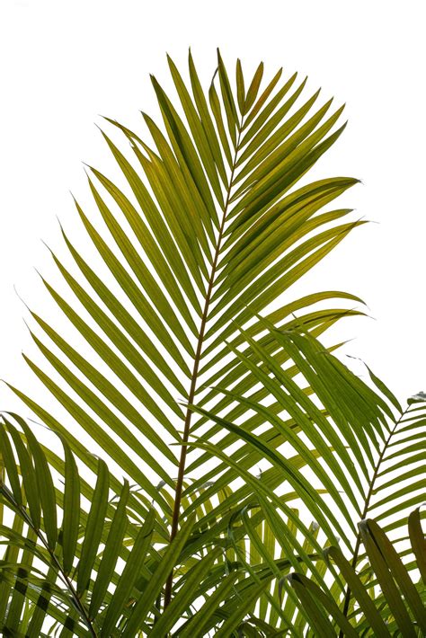 Green palm leaves on white background 14900627 Stock Photo at Vecteezy