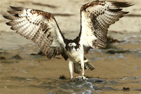 Wildlife You Might See on Your Next Torrey Pines Hike