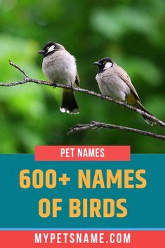 20 Bird Names ideas | bird, names, pet names