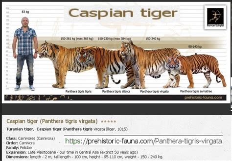 Caspian Tiger | Caspian tiger, Big cats, Wild cats