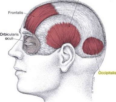 Occipitalis Muscle – Earth's Lab