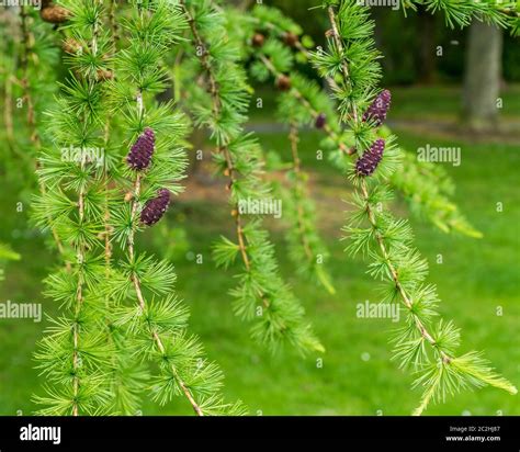 European Larch cones, fruit and branches Stock Photo - Alamy