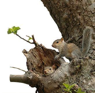 Facts About Squirrels | Squirrel Facts | Havahart®