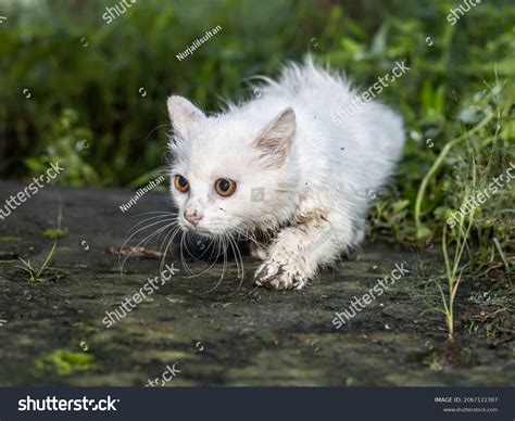 This White Cat Has Dirty Feet Stock Photo 2067122387 | Shutterstock