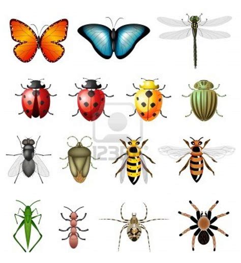 Versión actualizada de insectos - bugs e invertebrados | Animais vertebrados e invertebrados ...