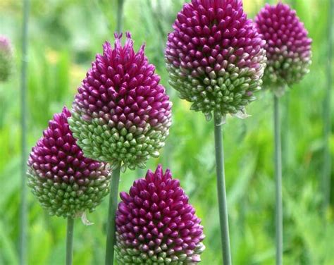 20 Allium Sphaerocephalon Seeds, Round-headed Leek Seeds , Round-headed Garlic Seeds , Ball-head ...