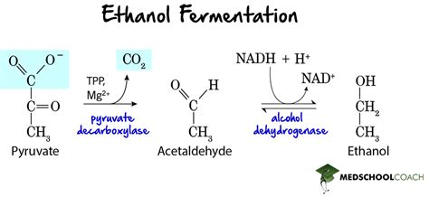 Fermentation – MCAT Biochemistry | MedSchoolCoach