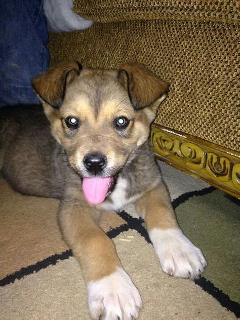 My puppy when we first got him! He's three months in this picture, and is so cute! He's a ...