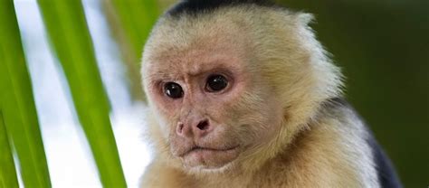 The Mischievous Capuchin Monkey | Critter Science