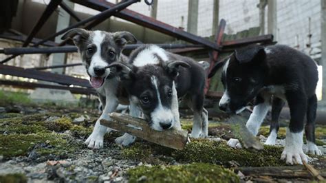 Don't Pet the Puppies in Chernobyl | Mental Floss