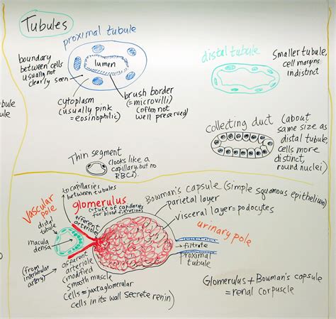 Urinary System: Tubules | A hand drawn sketch by Dr. Christe… | Flickr