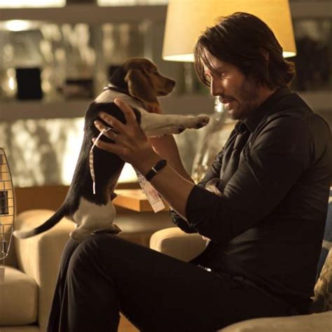 10+ John Wick dog Memes Will Make you Love your dog - PetPress