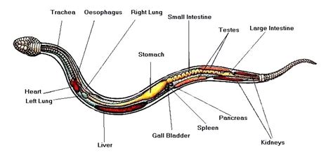 Digestive System - The Milk Snake Resource