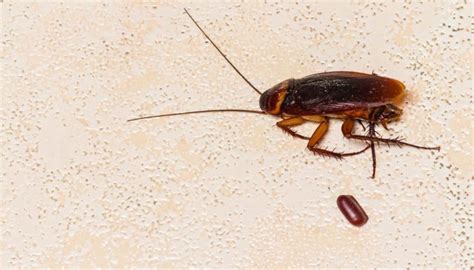 What Does Cockroach Poop Look Like? Unveiling The Unpleasant Truth